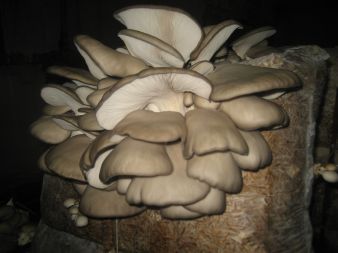 Następna bardzo duża kępa grzybów.