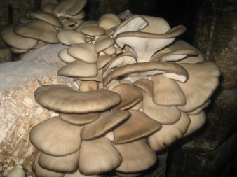 Kolejna duża kępa grzybów.