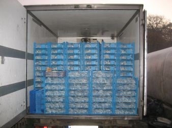 Grzyby zapakowane w skrzynki i gotowe do transportu.