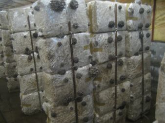 Na podłożu pojawiają się zawiązki grzybów.