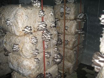 Dorastające zawiązki grzybów.