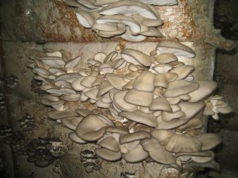 Grzyby gotowe do zbioru.