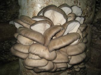 Bardzo duża kępa grzybów.